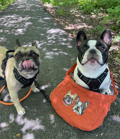 Two french bulldogs, one sticking its tongue out, the other sitting in an orange custom pet embroidered bag with dog images, on a path.